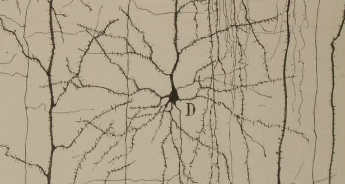 12 dibujos científicos originales expuestos del Legado Cajal