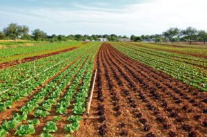 Asesoramiento agrónomo: el papel de Agbar en los campos de cultivo